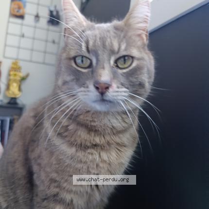 Photo 2/2 Silver Chat lost in Savenay