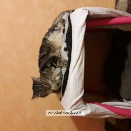 Photo 1/1 Bizoute Chat lost in Lewarde