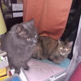 Picture of cat lost at Cap D Agde