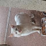 Picture of cat found at St Ouen Les Vignes