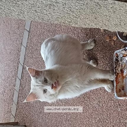 Photo 1/1 Found cat Found in St ouen les vignes