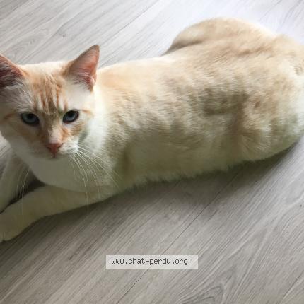 Photo 1/1 Jo Chat lost in Lille