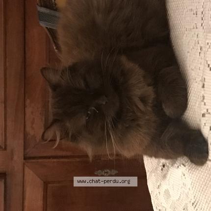 Photo 1/1 Tya Chat lost in Nieuil