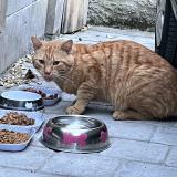 Picture of cat found at Pontoise