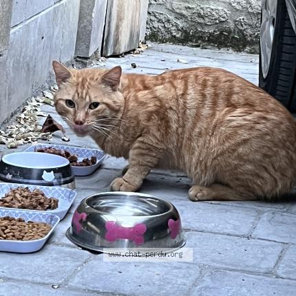 Photo 1/1 Found cat Found in Pontoise