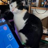 Picture of cat lost at Paris