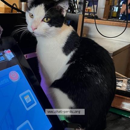 Photo 1/2 Cat reunited Lost in Paris