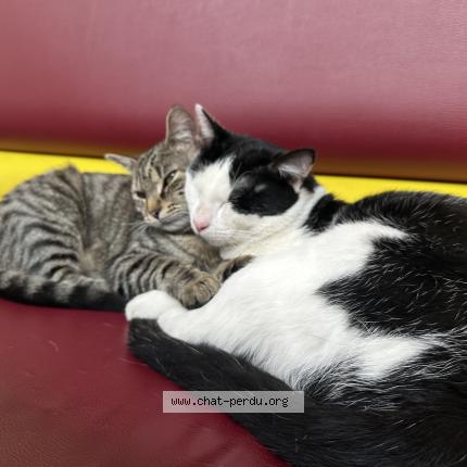 Photo 2/2 Cat reunited Lost in Paris