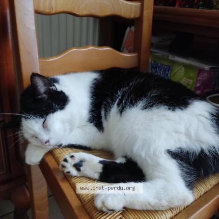 Photo 1/1 Leky Chat lost in Pessac