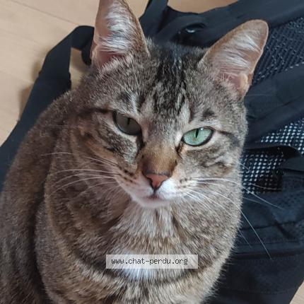 Photo 1/1 Freyja Chat lost in Acheres