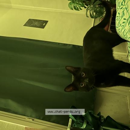 Photo 1/1 Luccio Chat lost in Rouen