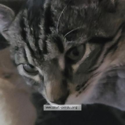 Photo 2/2 Mia Chat lost in Lumigny nesles ormeaux