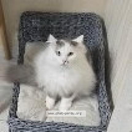 Photo 1/1 Gabin Chat lost in Cloyes les trois rivieres