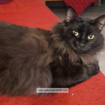 Photo 1/1 Tino Chat lost in Santiago