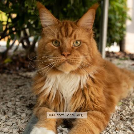 Foto 1/1 Wiedergefundene Katze Verloren in Charat