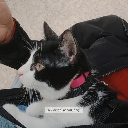 Photo 1/1 Louna Chat lost in Amiens