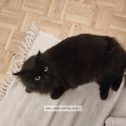 Photo 1/1 Pixi Chat lost in Paris