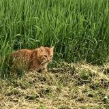 Picture of cat found at Aunainville