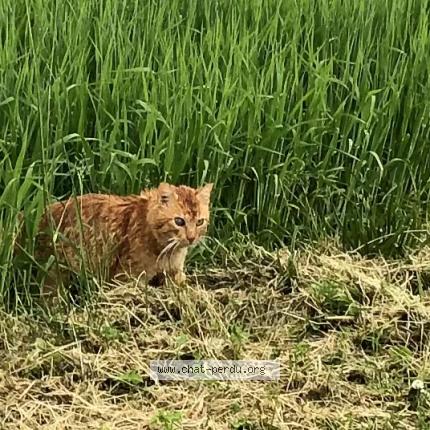 Photo 1/1 Cat reunited Found in Aunainville