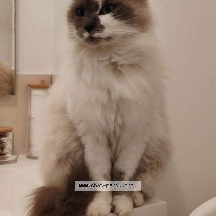 Photo 1/1 Nala Chat lost in Meaux