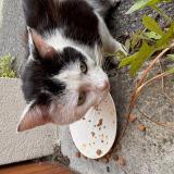 Picture of cat found at Saint Denis