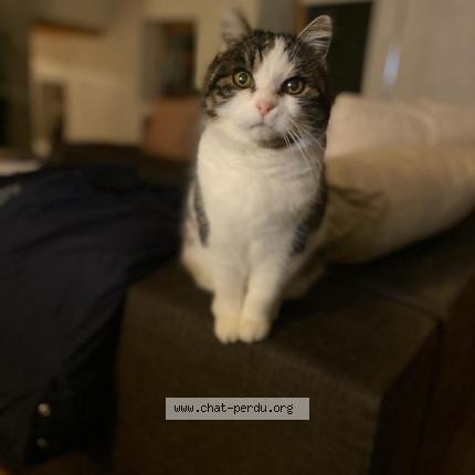 Photo 1/1 Neige Chat lost in Le mont pelerin