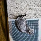 Picture of cat found at Bruttelen