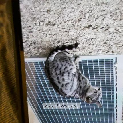 Photo 1/1 Found cat Found in Bruttelen