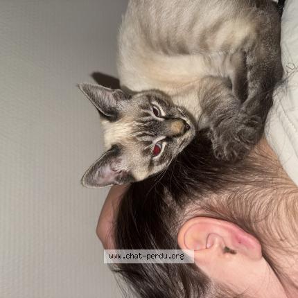 Photo 1/1 shiro Chat lost in Gond pontouvre