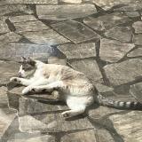 Picture of cat lost at Verrieres Le Buisson