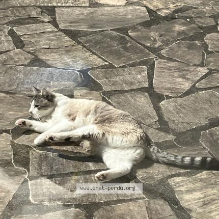 Photo 1/1 Zucchini Chat lost in Verrieres le buisson