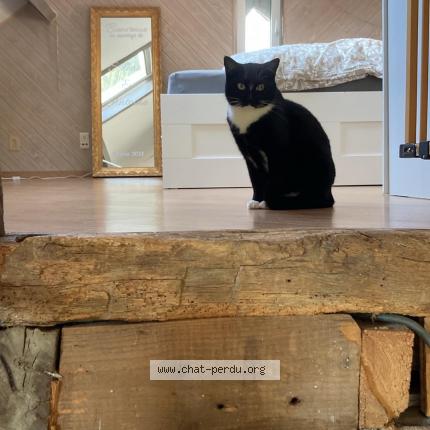 Foto van vermiste kat in Bure