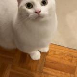 Picture of cat lost at Marseille