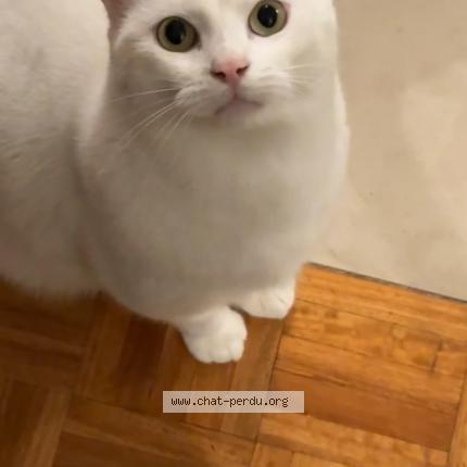 Photo 1/1 Ary&rsquo;el Chat lost in Marseille