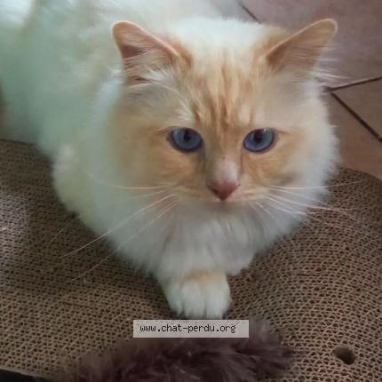 Photo 1/1 Yang - Saturne Chat lost in Lille