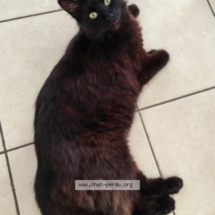 Photo 1/1 Taïga Chat lost in Coudrecieux