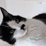 Mylene