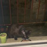 Picture of cat found at Poutiers