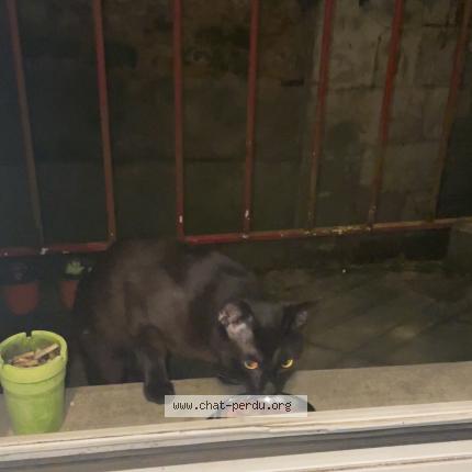 Photo 1/1 Found cat Found in Poutiers