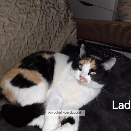 Photo 1/1 Lady Chat lost in Availles limouzines