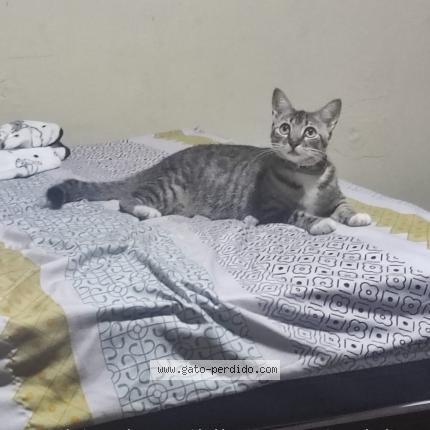 Photo 1/1 Luz Clarita Chat lost in Guayaquil