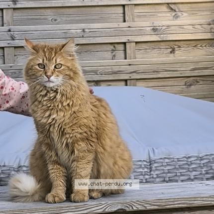 Photo 1/1 Tigrou Chat lost in Criquetot sur ouville