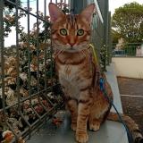 Picture of cat lost at Bois Le Roi