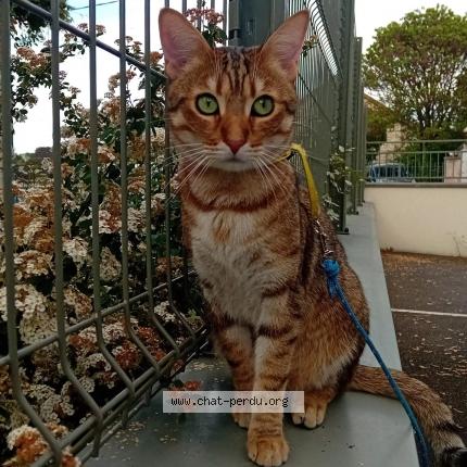 Photo 1/1 Kamel Chat lost in Bois le roi