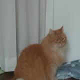 Picture of cat lost at Lyon