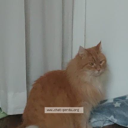 Photo 1/1 Markis Chat lost in Lyon