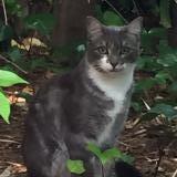 Picture of cat found at Cannes Le Cannet