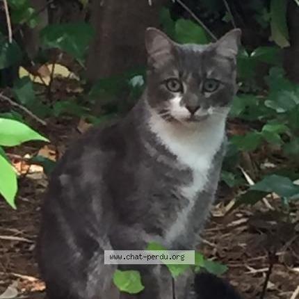 Photo 1/1 Found cat Found in Cannes le cannet