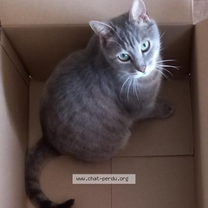 Photo 1/1 Basile Chat lost in Camelin