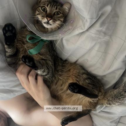 Photo 1/1 PONCHO Chat lost in Villars les dombes